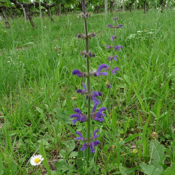 Salvia pratensis Hábitos