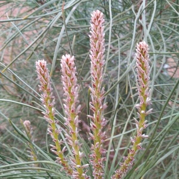 Pinus pinaster Flor