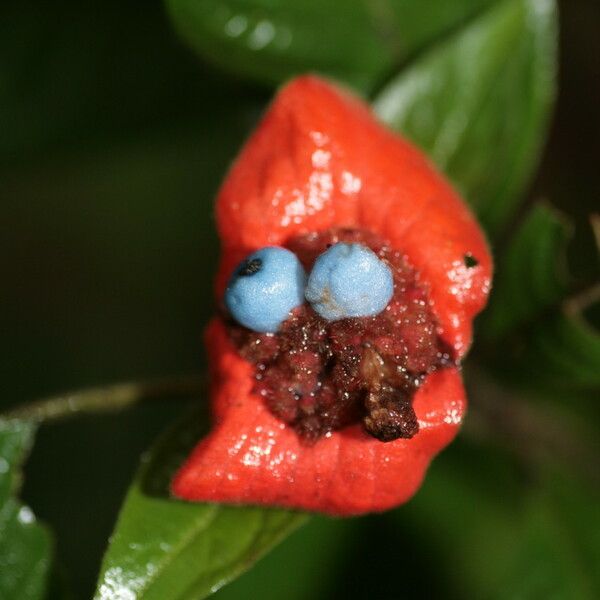 Psychotria poeppigiana Fruit