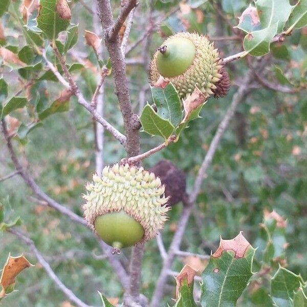 Quercus coccifera Fruit