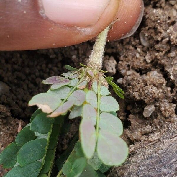 Biophytum abyssinicum Blatt