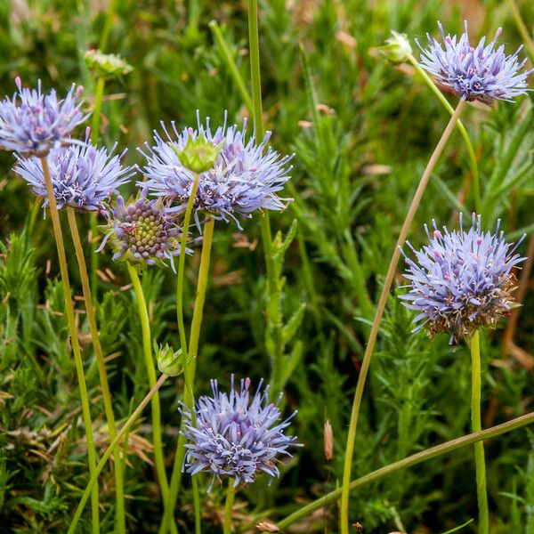 Jasione montana 形態