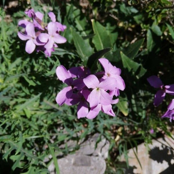 Hesperis laciniata Flor