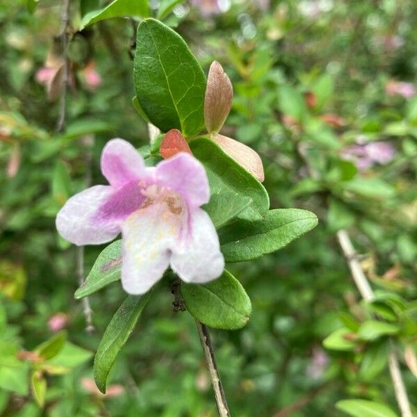 Abelia schumannii Flower