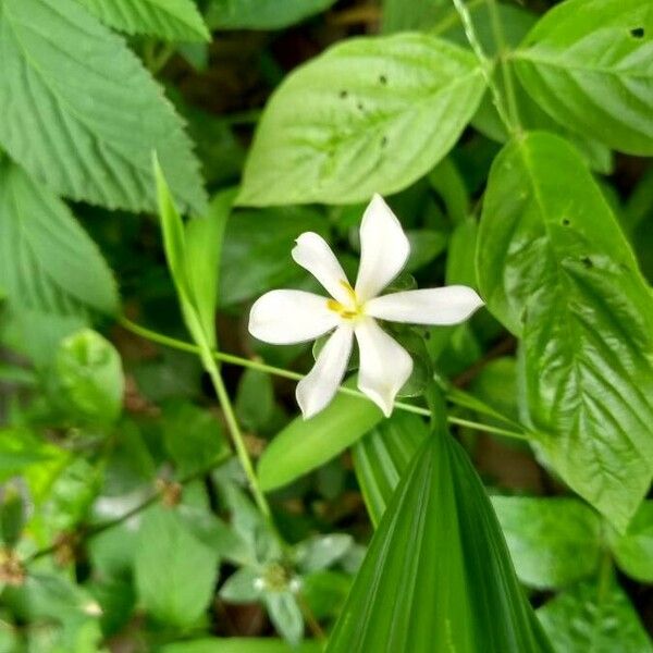 Eleutherine bulbosa Flor