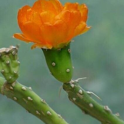 Opuntia elatior ফুল