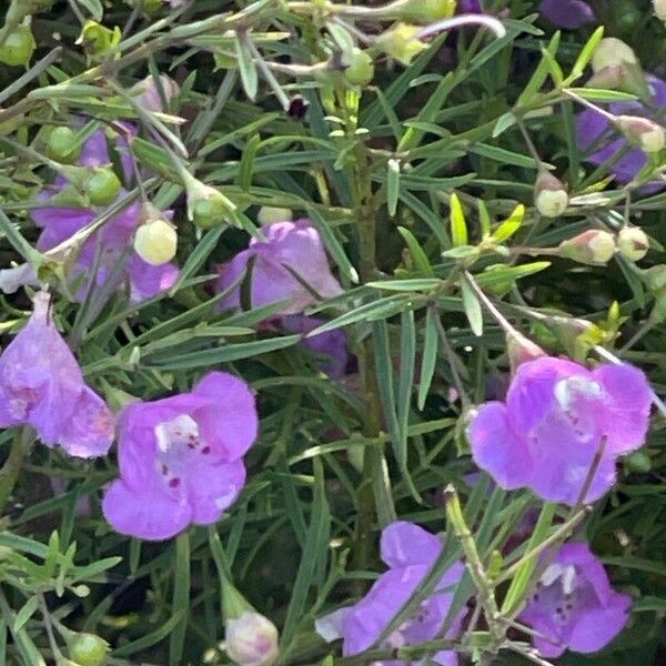 Agalinis tenuifolia Blüte