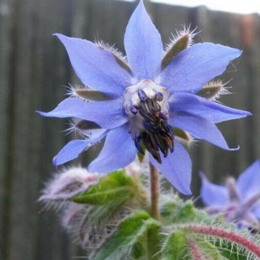 Borago officinalis Flower