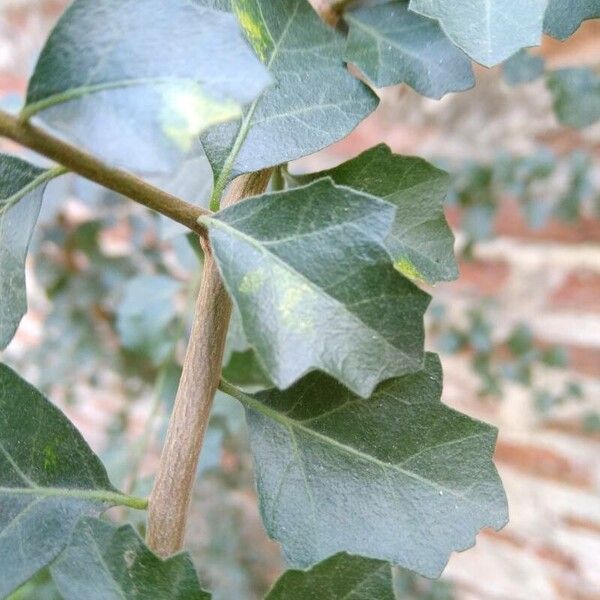 Schinus latifolia Blad