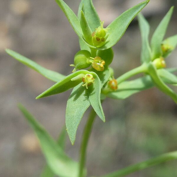 Euphorbia exigua 花