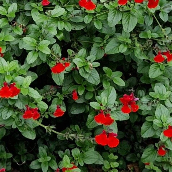 Salvia microphylla অন্যান্য