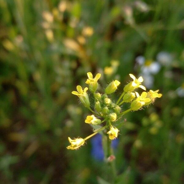 Camelina microcarpa Цвят