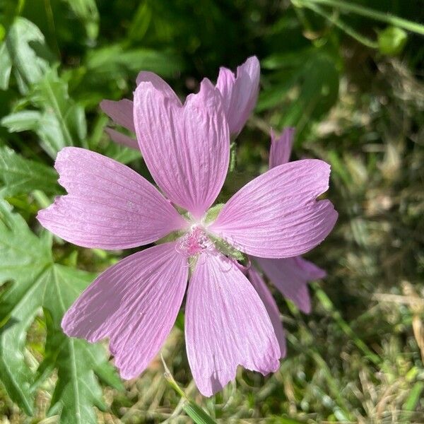 Malva thuringiaca ᱵᱟᱦᱟ