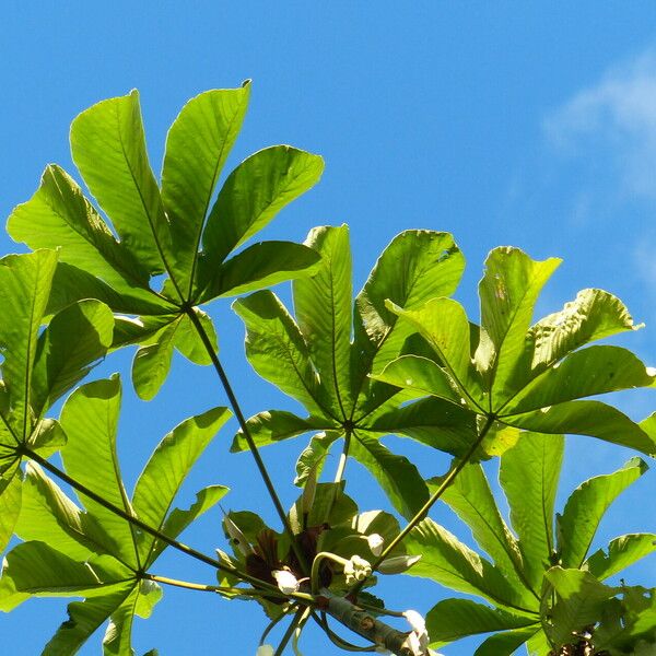 Cecropia peltata পাতা