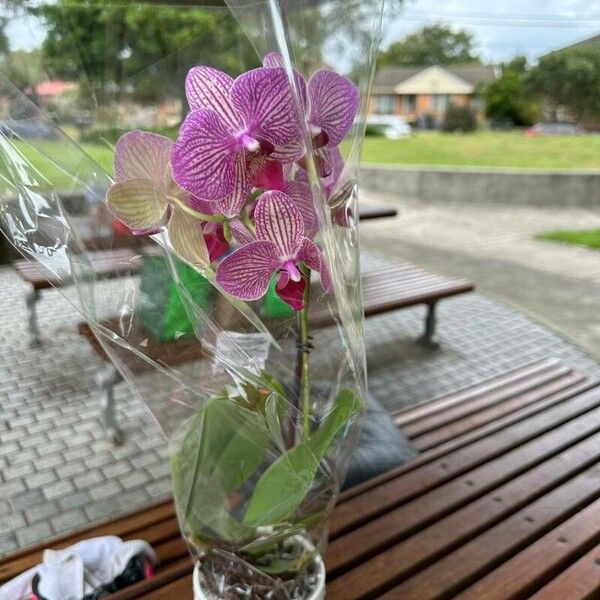 Cattleya wittigiana Floare