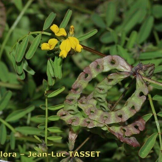 Hippocrepis multisiliquosa Altro