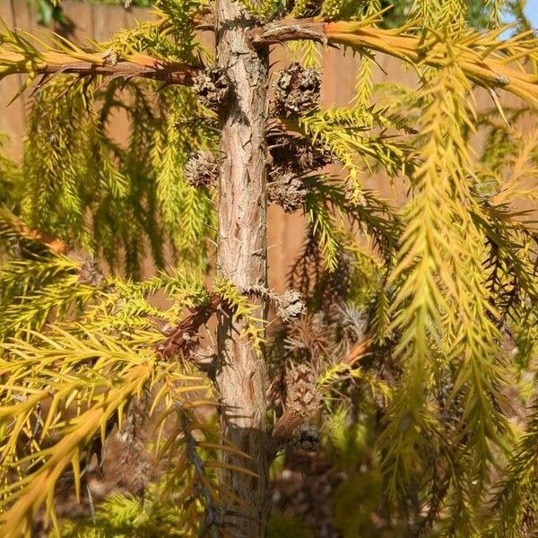 Cryptomeria japonica Lapas