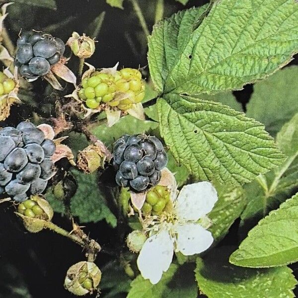 Rubus caesius Fruit