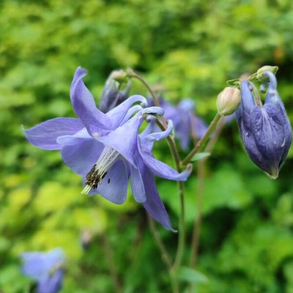 Aquilegia alpina Žiedas