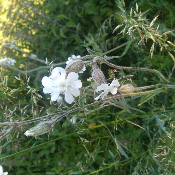 Silene dichotoma Fiore