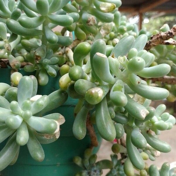 Sedum pachyphyllum Folha