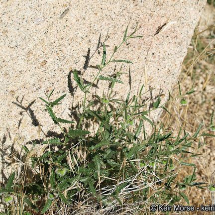 Tragia ramosa Habit