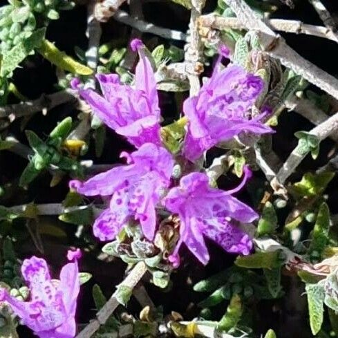 Thymbra capitata Fleur