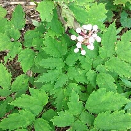 Actaea pachypoda 花