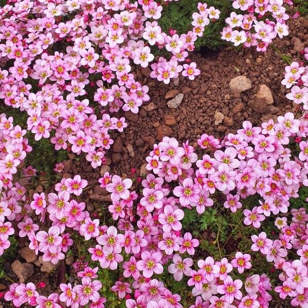 Saxifraga rosacea 形态