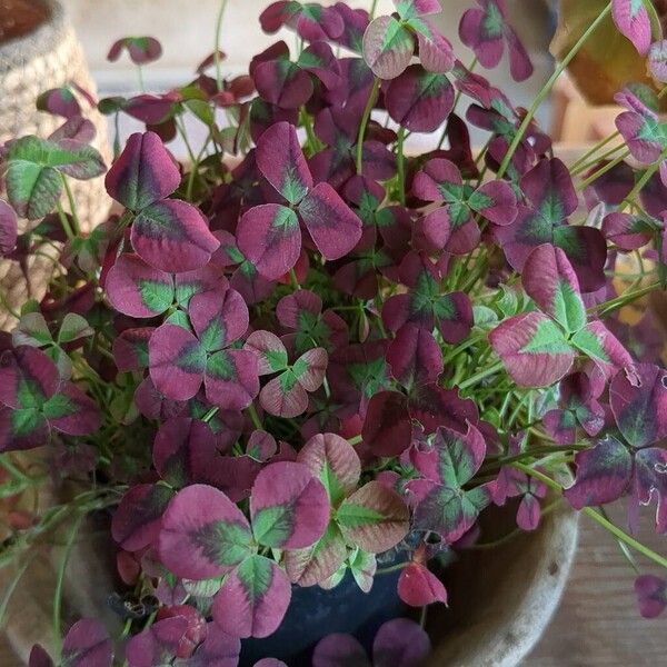 Oxalis purpurea Frunză