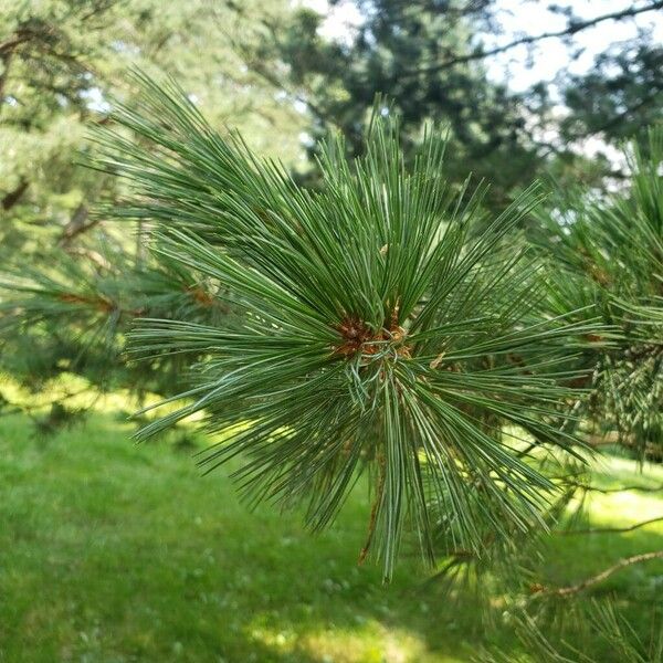 Pinus strobiformis Leaf