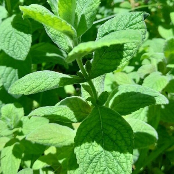 Mentha × rotundifolia Folha