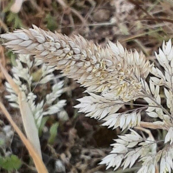 Holcus lanatus Flower