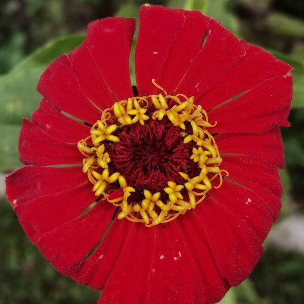 Zinnia elegans Blomma