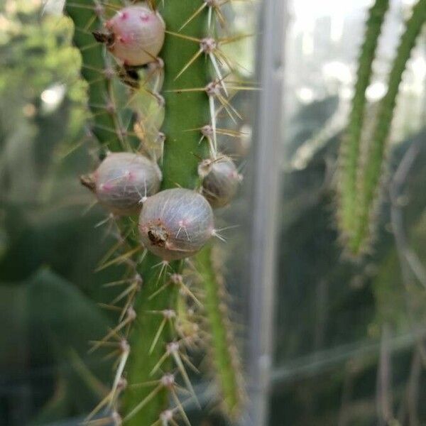 Pfeiffera ianthothele Fruit