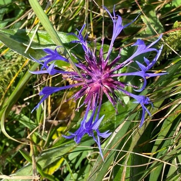 Centaurea montana Virág