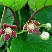 Mondia whitei Flower