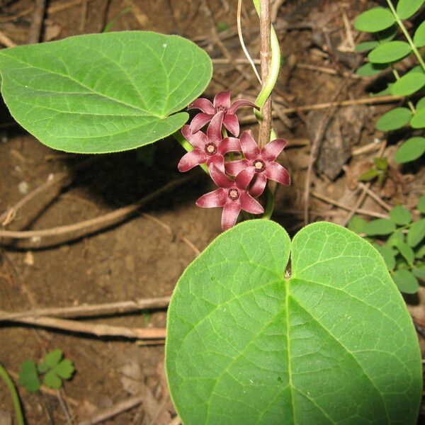 Matelea carolinensis Çiçek