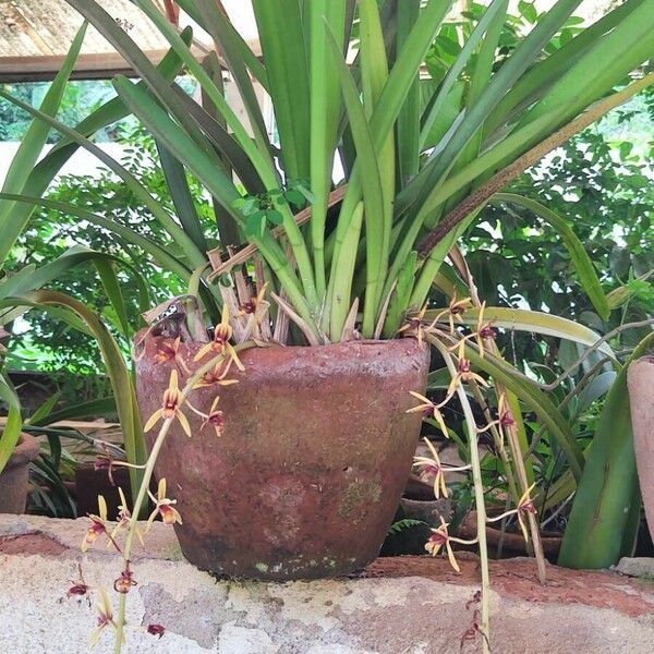 Cymbidium aloifolium Natur