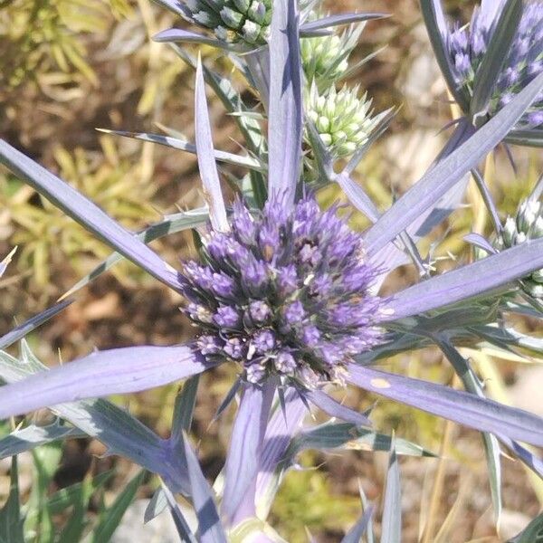 Eryngium amethystinum Blomst