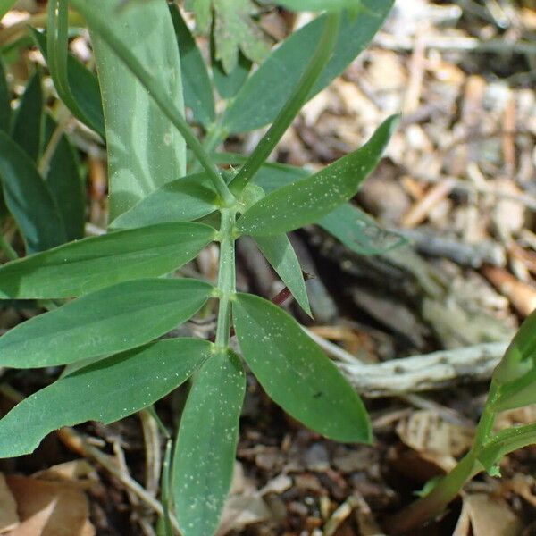 Lathyrus linifolius Blatt