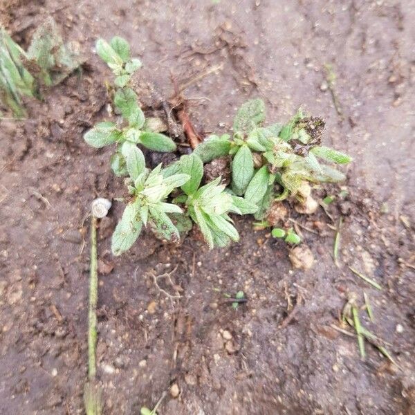 Helianthemum ledifolium Blad