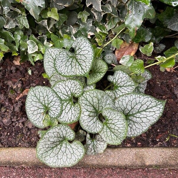 Brunnera macrophylla Leht