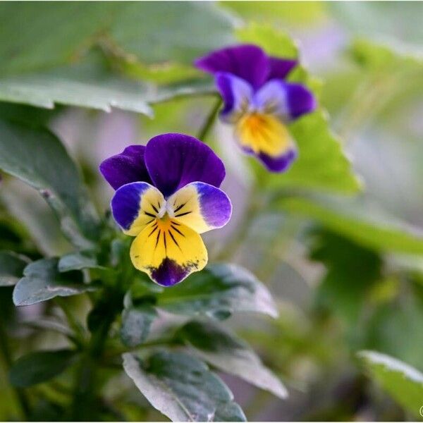 Viola tricolor 花