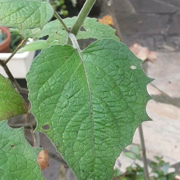 Physalis peruviana Folha