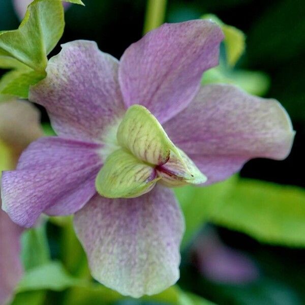 Helleborus orientalis Flor