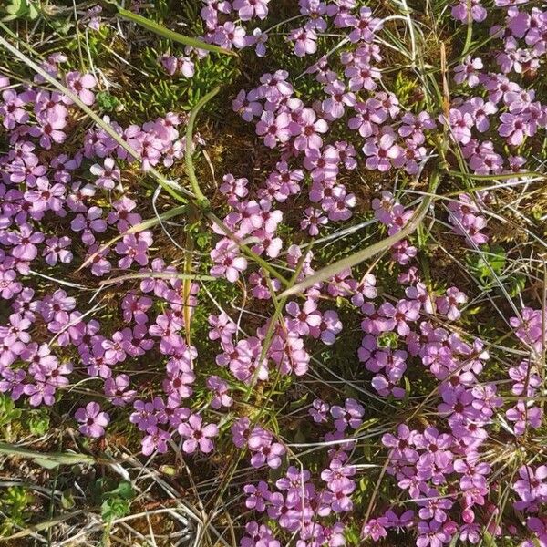 Silene acaulis Flower