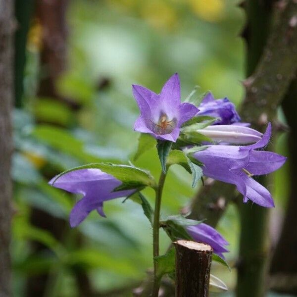 Campanula trachelium Natur