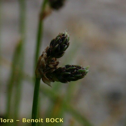 Isolepis setacea Плод