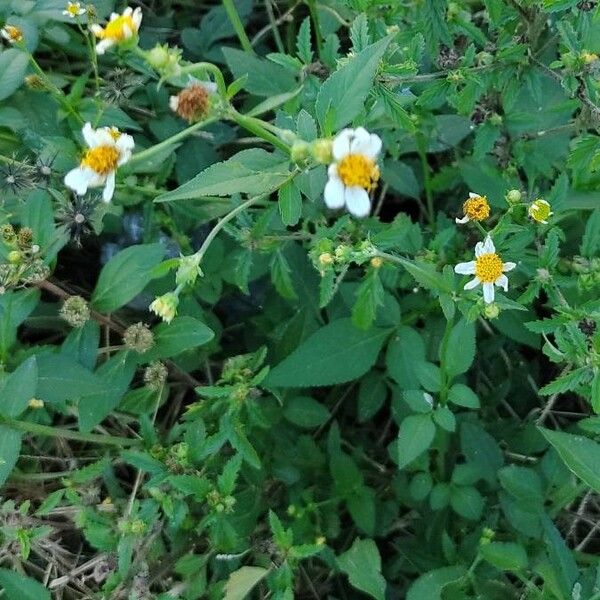 Bidens pilosa Blomst